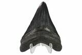 3.19" Fossil Megalodon Tooth - South Carolina - #130753-1